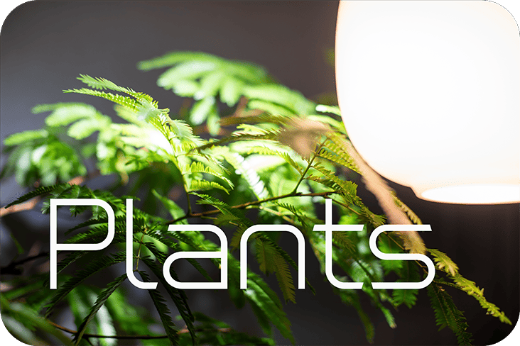 Plants