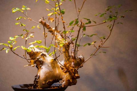 Plants | Maker Hizashi